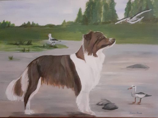 Australian Shepherd
